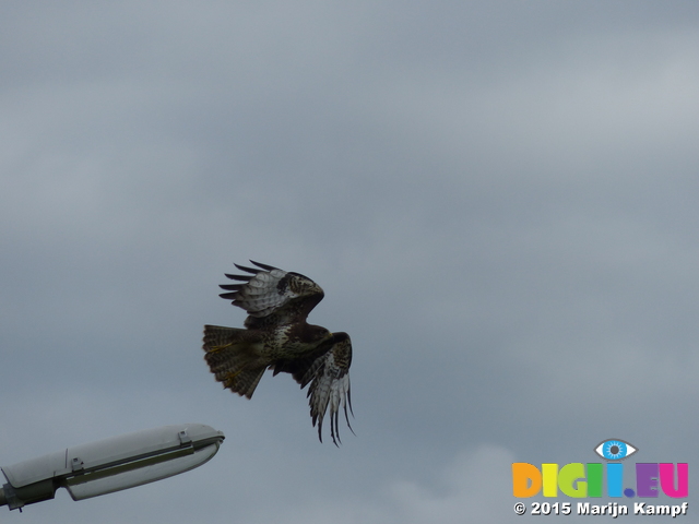 FZ020309 Buzzard (Buteo buteo) flying from lamppost